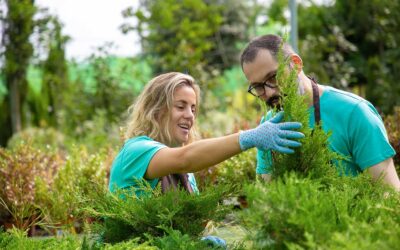 Jak správně sázet túje Smaragd?