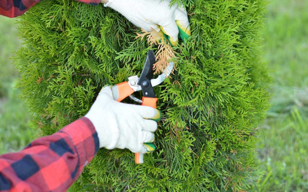 Jak pečovat o túje Smaragd, aby byly krásné a zdravé?